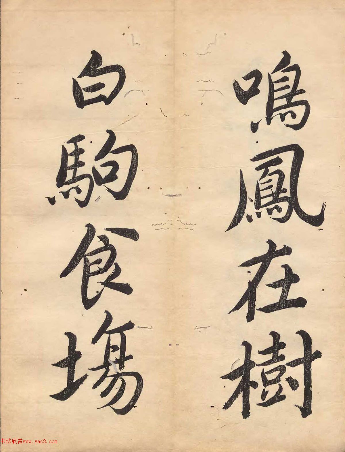 ձɽǧĲ